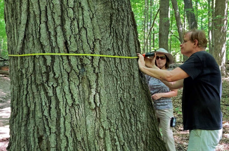 man measuring circumference of tree