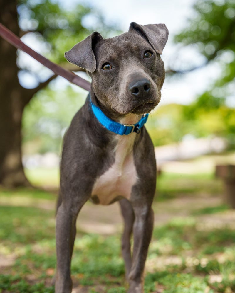 Sara the dog is ready for a forever home