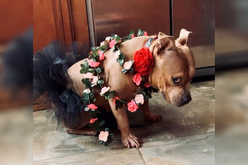 Meet Sassy Pumpkin, The Winner of TDY's Cutest Pet Contest!
