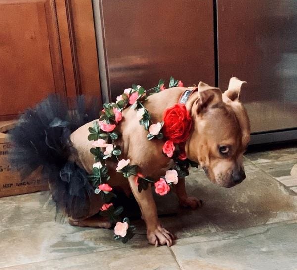 96.5 TDY Cutest Pet Winner 2020 Sassy Pumpkin