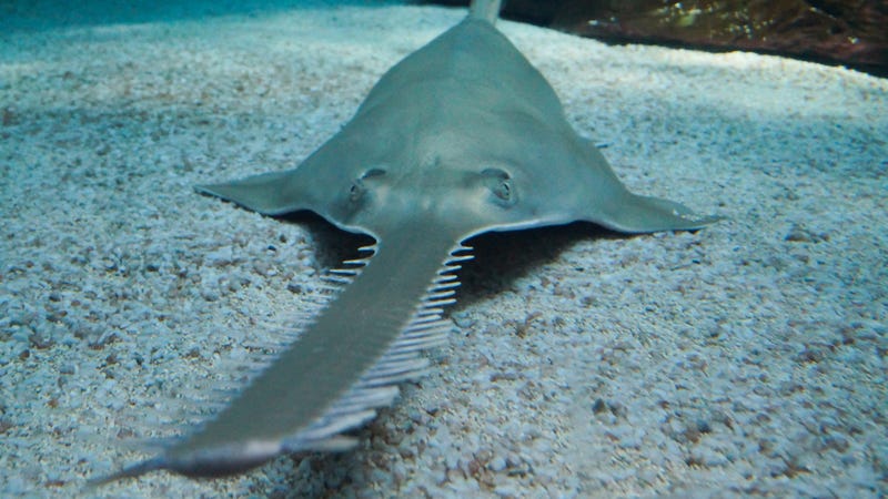 The most striking feature is certainly the rostrum, a cephalic extension bordered on both sides by placoid scales