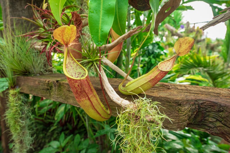 Halloween plants