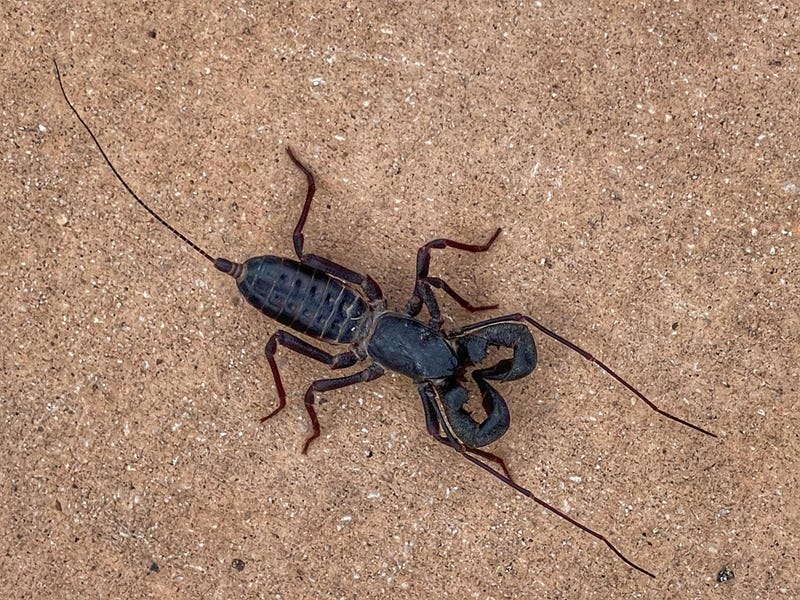 Scorpion