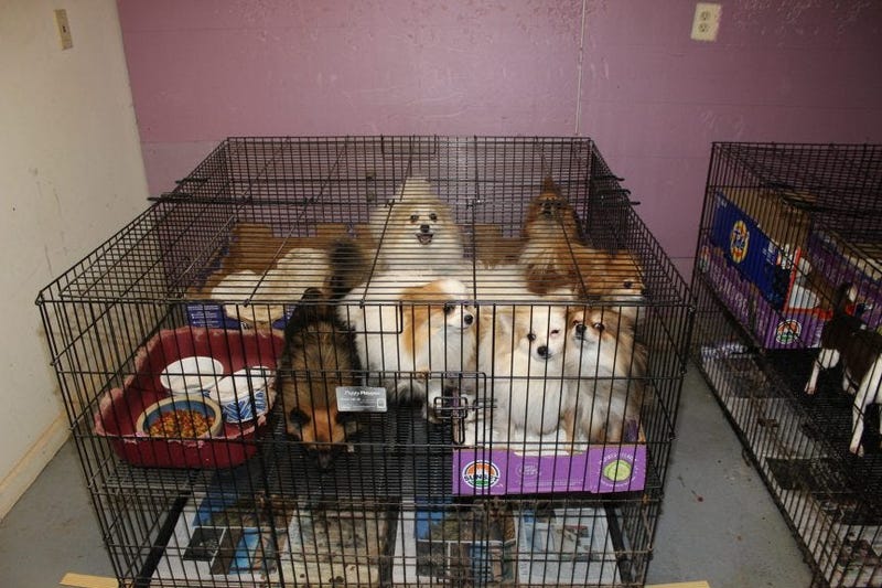 Puppy mill NJ rescue