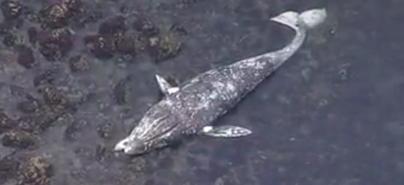 The remains of gray whale were found on a remote Pacifica beach on May 14, 2019. 