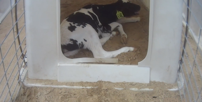 Fair Oaks Farm Animal Cruelty