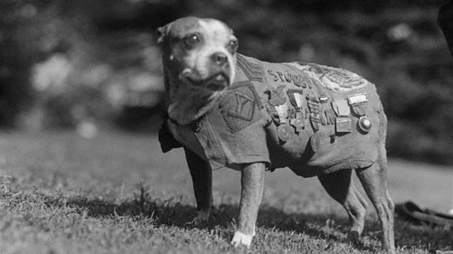 On Purple Heart Day: 7 facts you didn't know about the Purple Heart