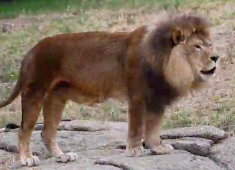 Leonard, a lion at the Oakland Zoo, was euthanized due to health problems, officials said on Aug. 7, 2019.