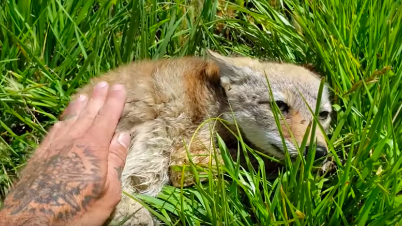 Coyote Viral Video Earns Chicago Native Internet Fame