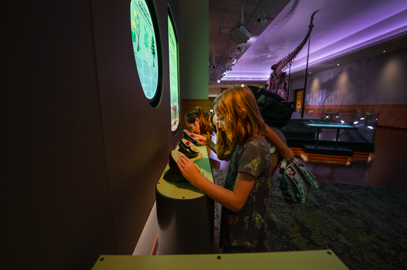 Experience SUE the T. rex like never before with new multisensory additions to the iconic dinosaur’s suite in the Field Museum’s Griffin Halls of Evolving Planet exhibition.