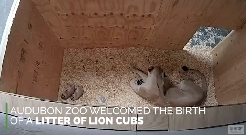 Audubon Zoo