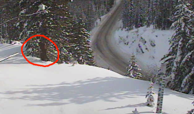 Bigfoot spotted on MSDOT camera