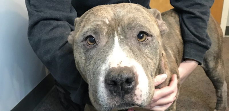 pet of the day