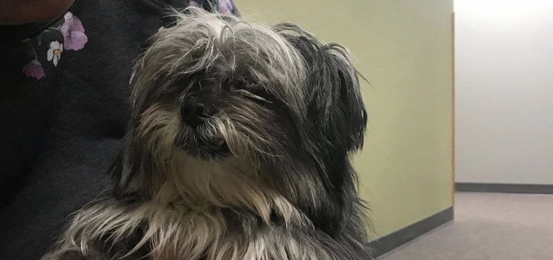 pet of the day