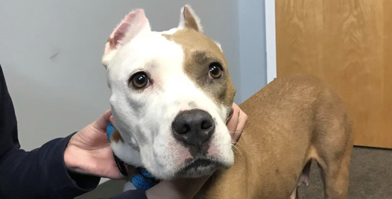 pet of the day