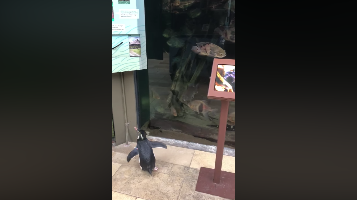 Penguins Take Field Trip Around Shedd Aquarium