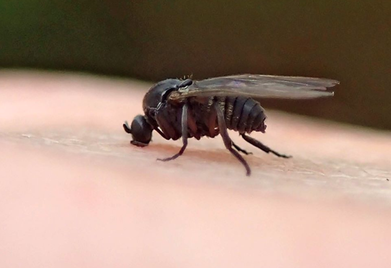Black Flies