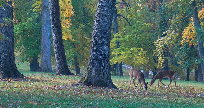 county, parks