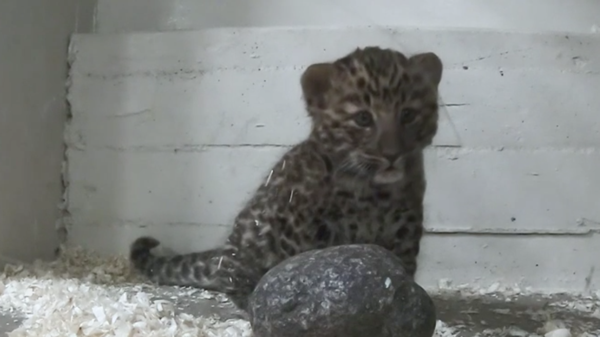 VIDEO: Brookfield Zoo Announces Birth Of Amur Leopard Cub And He's Almost Painfully Cute