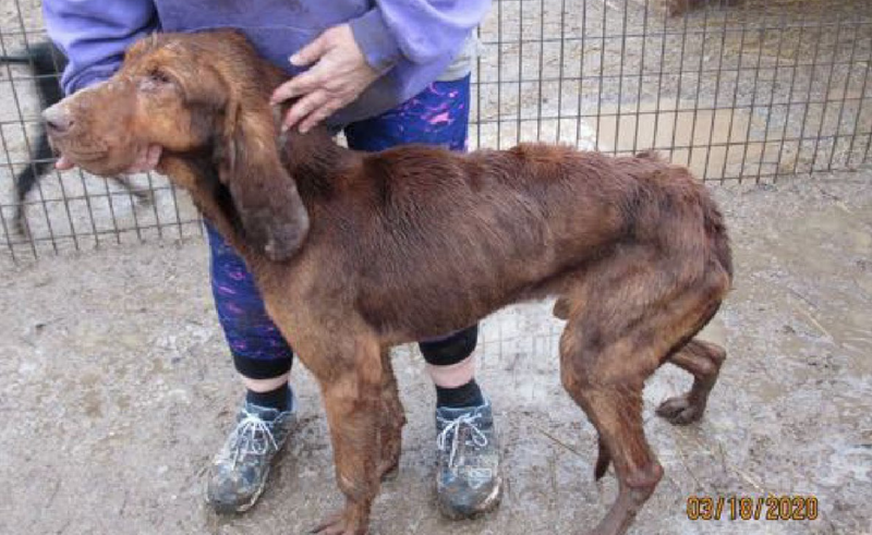 puppy mill
