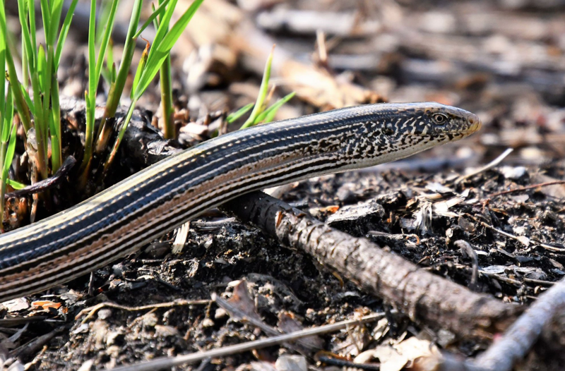 Glass lizard spotted in Will County