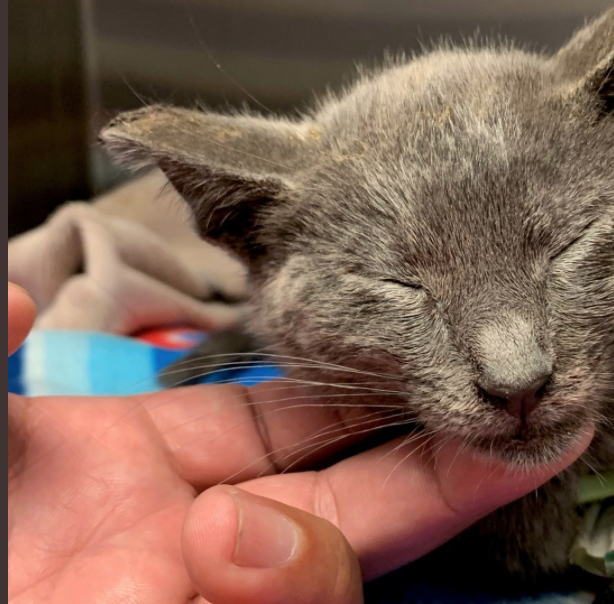 Kitten Courtesy: El Segundo Police 