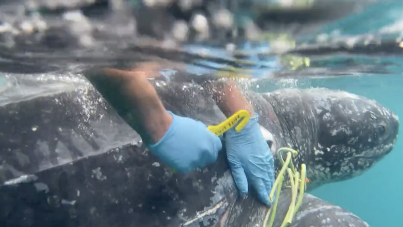 PHOTOS: Sea turtle entangled in line, circled by sharks rescued by Coast Guard in NJ