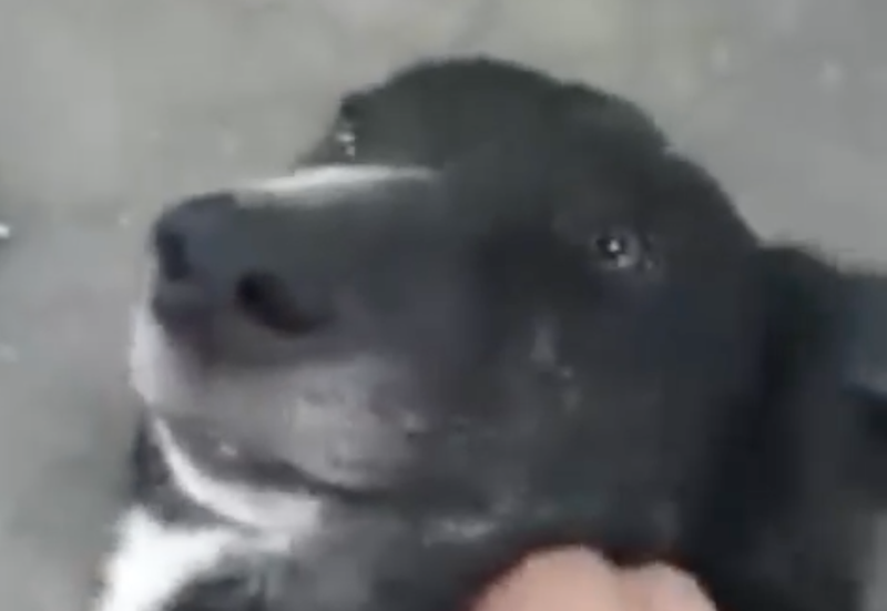 Berry the dog