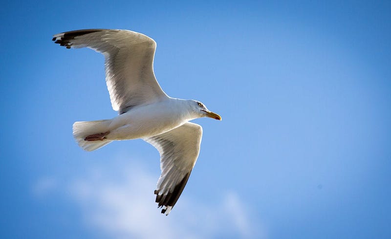 Sea Gull