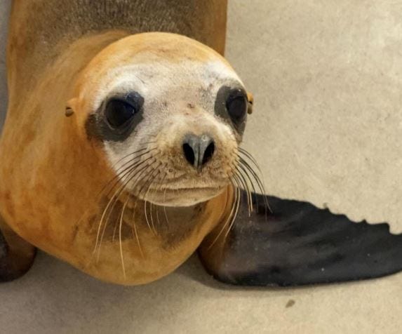 Sea Lion