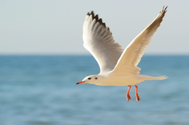 Seagull