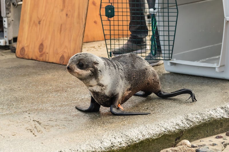 Santos the seal pup released back to sea after rescue from Redwood City parking garage