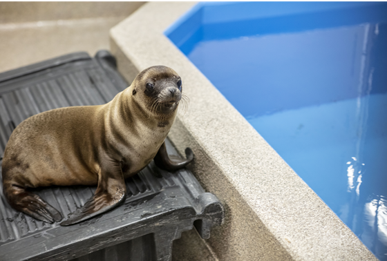 baby seal