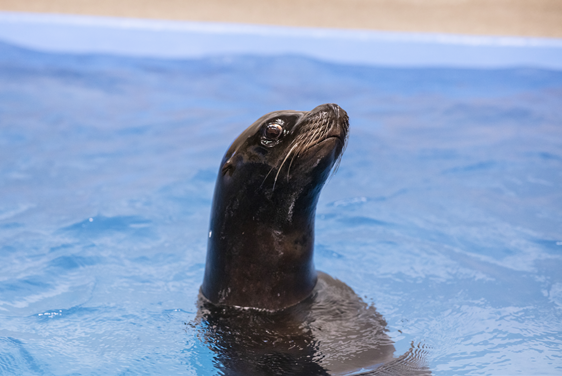 baby seal in water