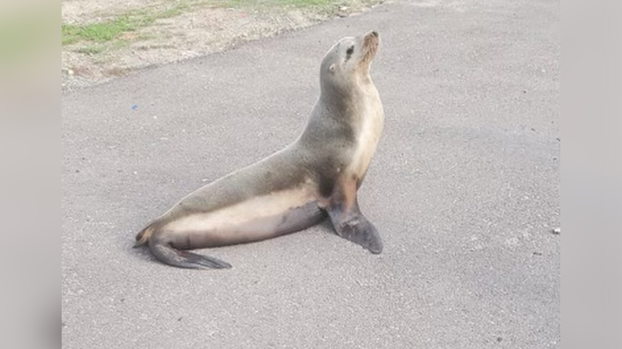 Good Samaritans help sea lion cross San Diego highway