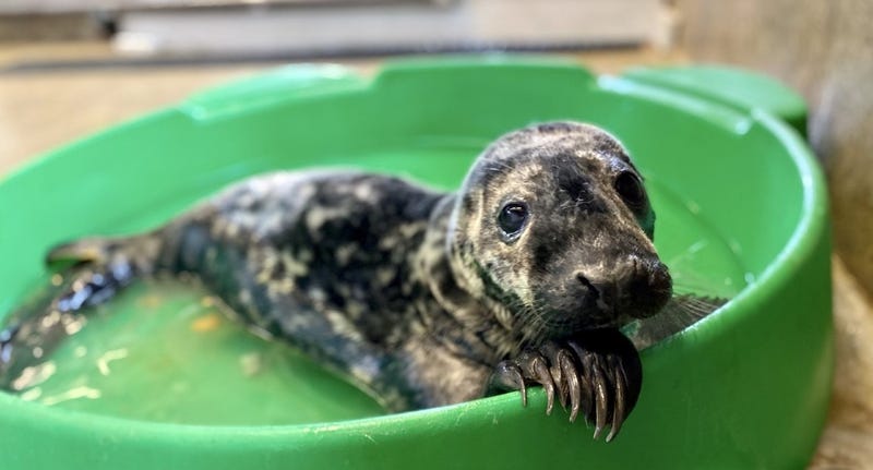 Lincoln Park Zoo is excited to share the arrival of a flippered addition. On January 26, 8-year-old grey seal Jersey gave birth to a healthy, male pup.