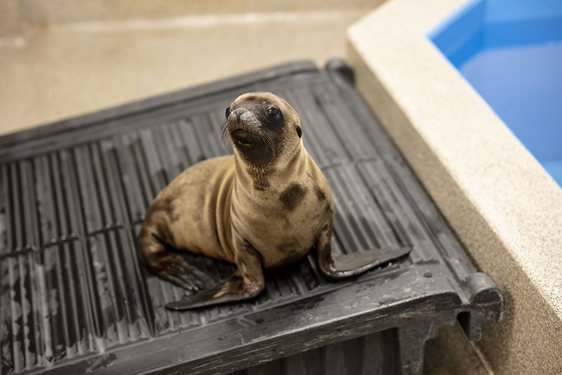 baby seal