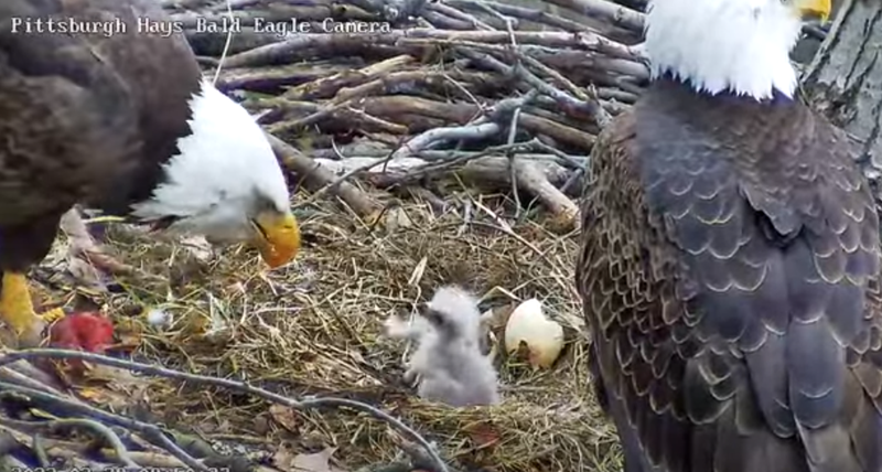 Second eaglet hatched