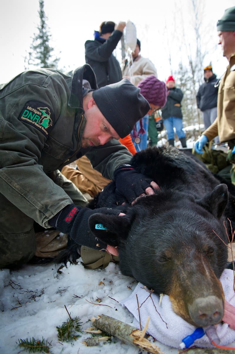 Michigan Department of Natural Resources wildlife biologist Mark Boersen examines a sedated bear as part of a program that places orphaned bear cubs with mother bears.