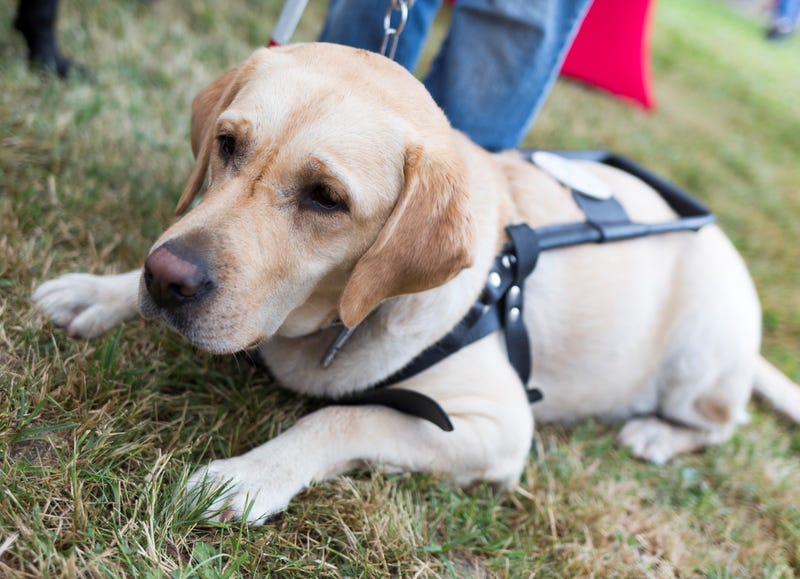 white labrador in grass