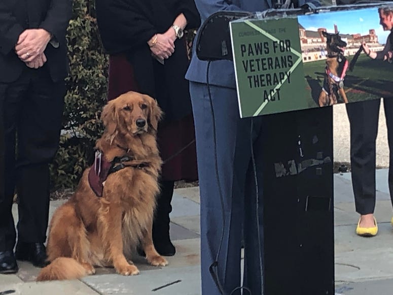 ServiceDog