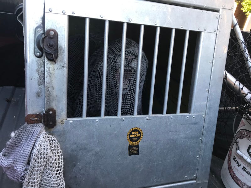 A young mountain lion captured near SF's Oracle Park, June 18, 2020
