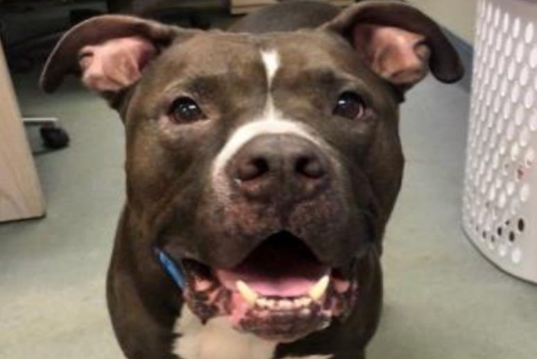Shadow @ Austin Humane Society August 2020