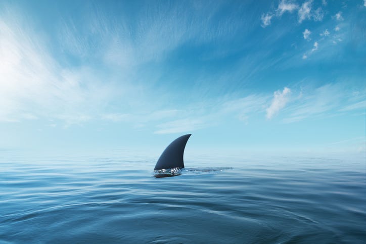 shark