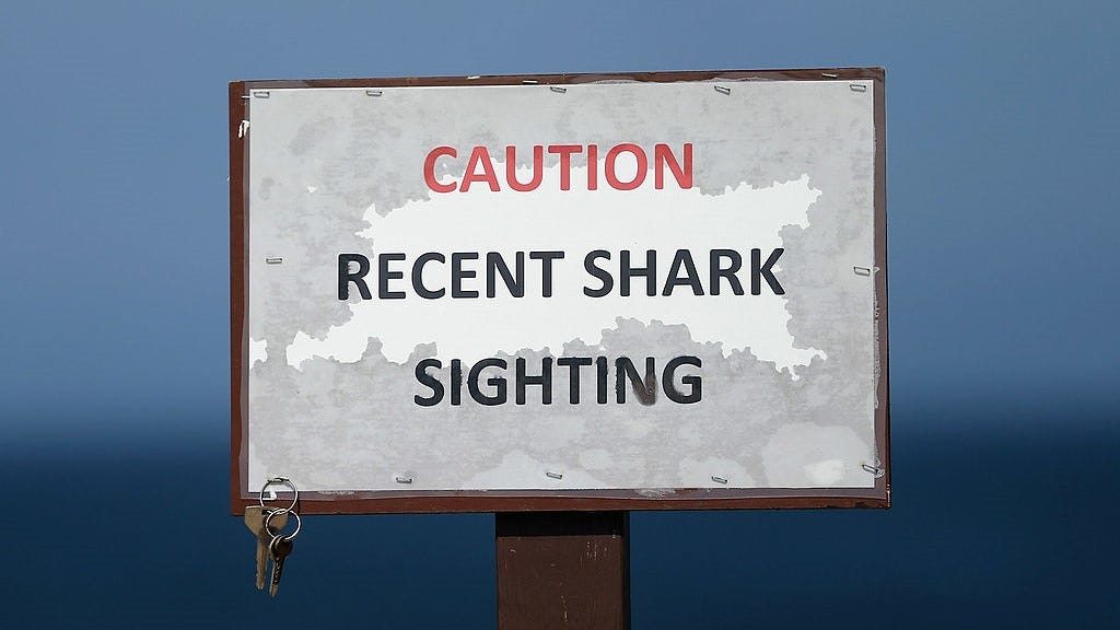 US coastline could be packed with great white sharks and here's why