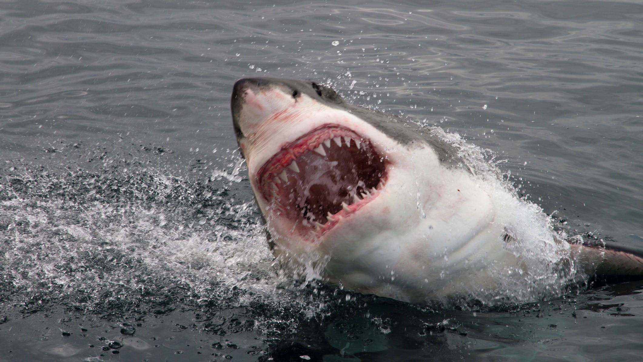 Florida teen says she survived shark attack by punching animal in the face, help from brother