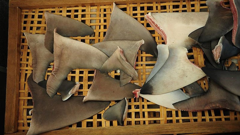 Shark fins are seen in a tray at Muncar Port on May 25, 2014 in Banyuwangi, Indonesia.