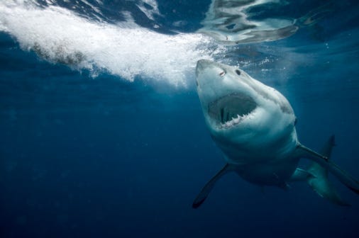 Shark Week, Discovery, Watch, $1,000, USDirect, Swag