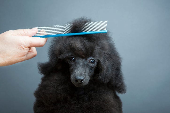 shaving dog's hair
