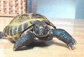 tortoise